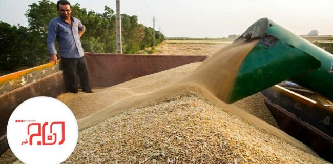 خرید ۸۰۸ هزار تن محصولات کشاورزی از کشاورزان خوزستانی