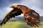 نجات عقاب ۱۰ میلیاردی از چنگال صیاد غیرمجاز در قم