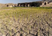 بروز ۴ نوع خشکسالی در لرستان/ کشاورزان غیربومی آب‌وخاک منطقه را تاراج کردند