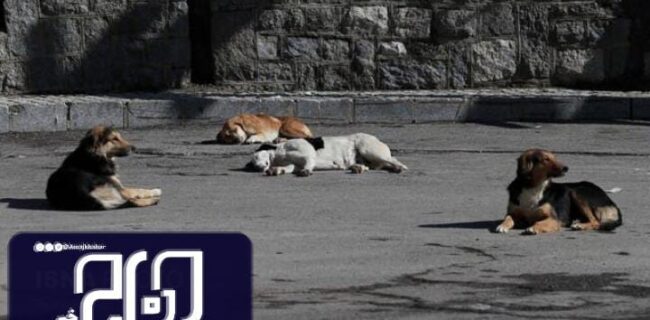 مشکل سگ‌های بلاصاحب در شهرها و مناطق اطراف بوشهر وجود دارد