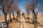 قربانی شدن چهل اصله درخت بر اثر خشکسالی