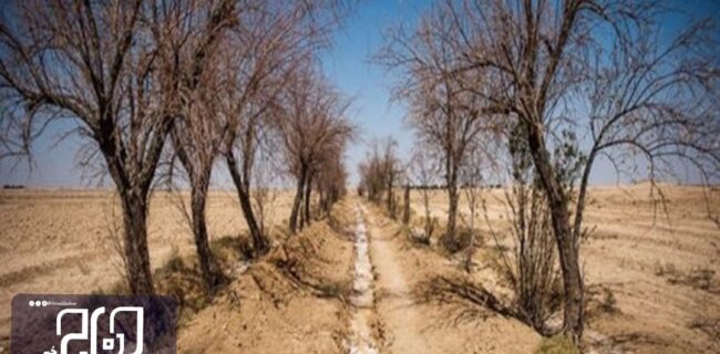 قربانی شدن چهل اصله درخت بر اثر خشکسالی