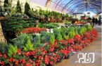 شهرداری تهران از تولیدکنندگان گل و گیاه حمایت می کند