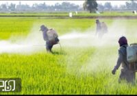 مبارزه با عوامل خسارتزای گیاهی در سطح ۷۴۷ هزار و ۸۰۹ هکتار از مزارع گندم خوزستان