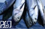 ماهی بوشهری علاقه ۱۰ کشور را به خود جلب کرد