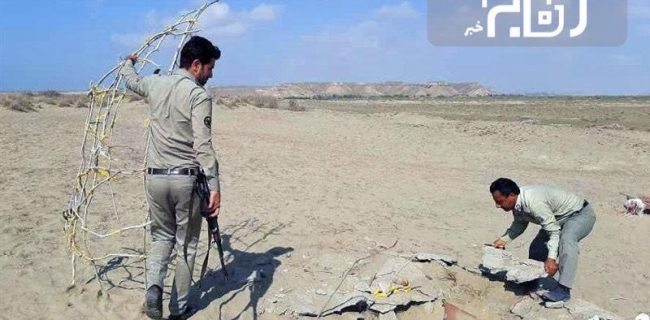 طرح مقابله با زنده‌گیری پرندگان شکاری در استان بوشهر آغاز شد