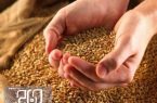 ۱۵۰۰ میلیارد ریال تسهیلات به تولید کنندگان بذر استان بوشهر پرداخت شد