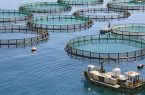 ظرفیت پرورش ماهی در قفس در استان بوشهر افزایش یافت