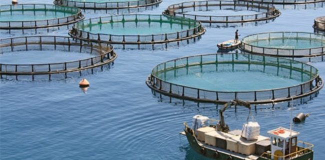 ظرفیت پرورش ماهی در قفس در استان بوشهر افزایش یافت