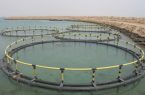 مجوز ایجاد ۱۱۷ مرکز پرورش ماهی در بوشهر صادر شد