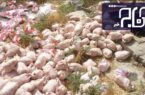 کشف و ضبط ۲۵۵ کیلوگرم مرغ منجمد تاریخ مصرف گذشته در باغملک