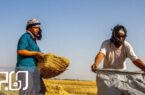 آغاز برداشت گندم در استان بوشهر/مزارع دیم ۹۰درصد خسارت دیده‌اند