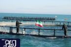 طرح پرورش ماهی در قفس در آب‌های خلیج‌فارس استان بوشهر تسریع می‌شود