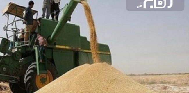 ٢٨ ملیارد در جهت خرید گندم به کشاورزان بوشهر پرداخت شد