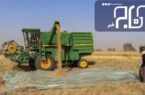 برداشت بیش از ۳ هزار تن گندم از مزارع استان بوشهر