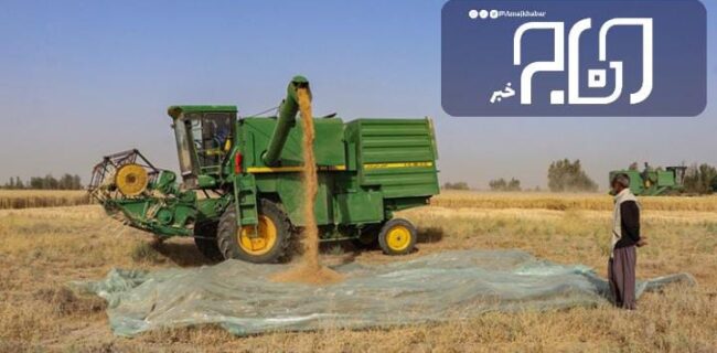 برداشت بیش از ۳ هزار تن گندم از مزارع استان بوشهر