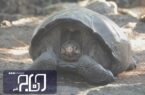 ۲ لاک‌پشت پلاک‌گذاری شده به پارک ملی نای‌بند بازگشتند