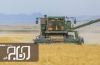 کاهش تولید گندم در اصفهان با استمرار وضعیت کم آبی