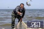 زمان پایان فصل صید ماهی مرکب در بوشهر اعلام شد
