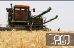 ۶۵ میلیارد تومان به گندمکاران بوشهری پرداخت شده است
