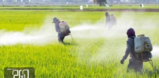 مبارزه با عوامل خسارتزای گیاهی در سطح ۷۴۷ هزار و ۸۰۹ هکتار از مزارع گندم خوزستان