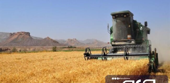 گندم تولیدی بوشهر کفاف نیاز ۲ ماه استان را می‌دهد