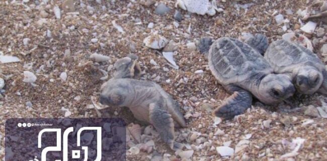 ۳۴۲ قطعه بچه لاکپشت در ساحل نایبند رهاسازی شد