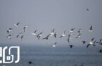 میزبانی ایران از ۱۵۶ گونه پرنده مهاجر در زمستان سال گذشته