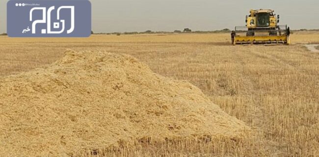 ۷۷ هزار تن گندم از کشاورزان ایلامی خریداری شد