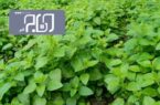 برداشت سالانه ۳۰ تن گیاهان دارویی در شهرستان چرداول