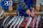 راه‌اندازی بازار ماهی و میگو در اولویت‌های شهرداری بندر بوشهر قرار گرفت