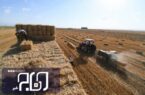 ۲۱ هزار تن گندم از کشاورزان بوشهری خریداری شد