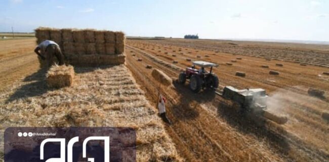 ۲۱ هزار تن گندم از کشاورزان بوشهری خریداری شد