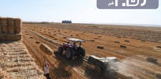 کشاورزان بوشهری کنجد را به روش کشت مستقیم بکارند