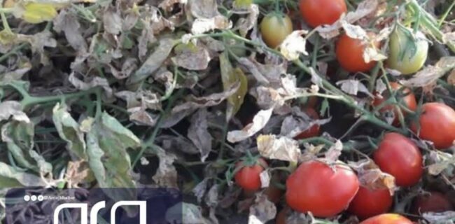 پرداخت ۱۱۹ میلیارد ریال غرامت به گوجه کاران استان بوشهر