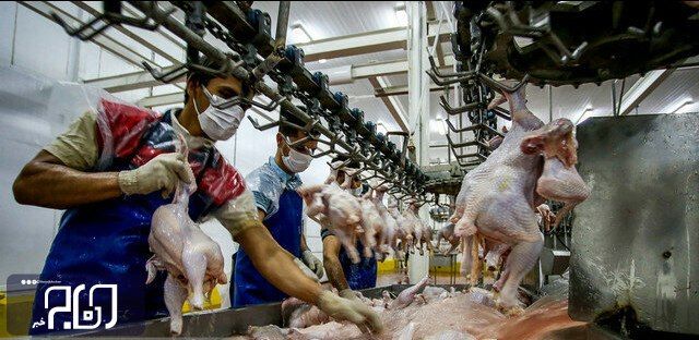 ۱۸ درصد گوشت سفید اصفهان در اردستان تولید می‌شود