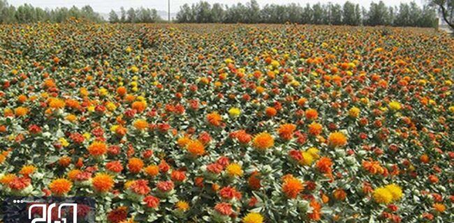 تولید گلرنگ در اصفهان  رشد ۴۰۰ درصدی داشته است