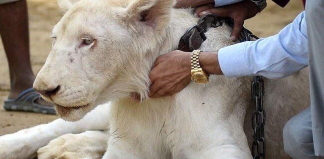 بازداشت صاحب باغ‌وحش غیرمجاز خمینی‌شهر/ شیر آفریقایی به باغ‌وحش صفه منتقل شد
