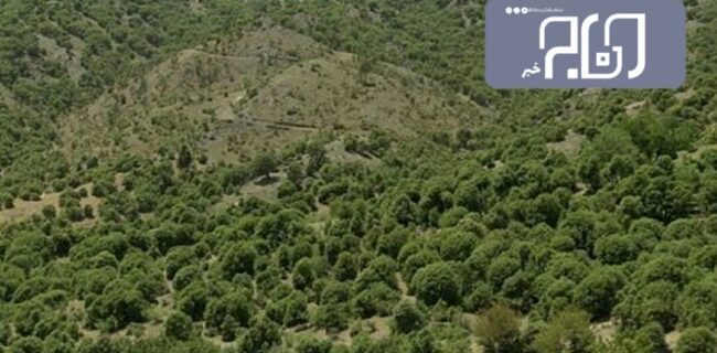 جنگل های بلوط سیروان از لورانتوس پاکسازی می شود