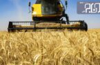 ۶۰۰۰ تن گندم از کشاورزان هلیلانی خریداری شد