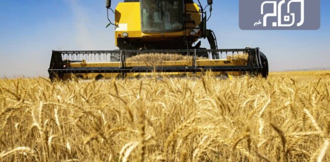 ۶۰۰۰ تن گندم از کشاورزان هلیلانی خریداری شد
