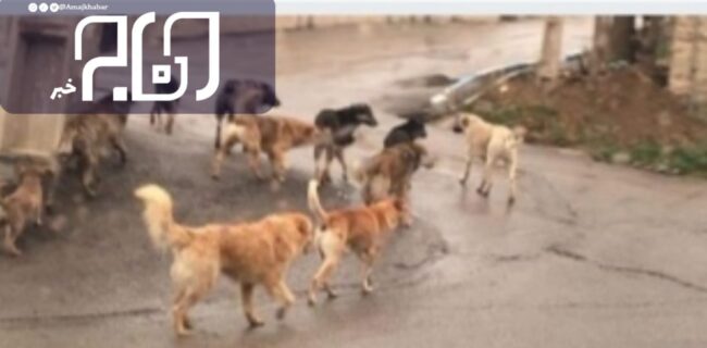 سگ های ولگرد در تهران درد سر ساز شدند؛   جولان۴٠٠ هزار سگ ولگرد در تهران