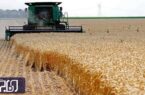 تاکنون ۳۲ هزار و ۵۲۶ تن گندم از کشاورزان اصفهانی خریداری شده است