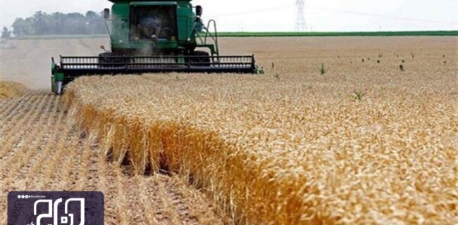 تاکنون ۳۲ هزار و ۵۲۶ تن گندم از کشاورزان اصفهانی خریداری شده است