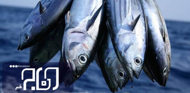 ماهی بوشهری علاقه ۱۰ کشور را به خود جلب کرد