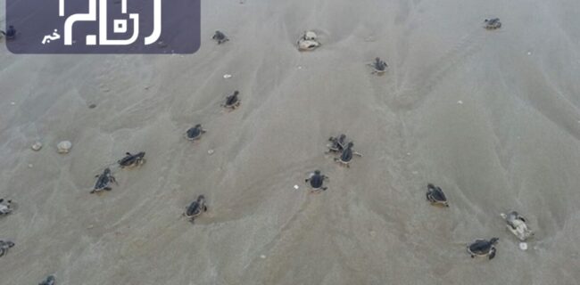 بچه لاکپشت ها در سواحل استان بوشهر به خلیج فارس وارد شدند