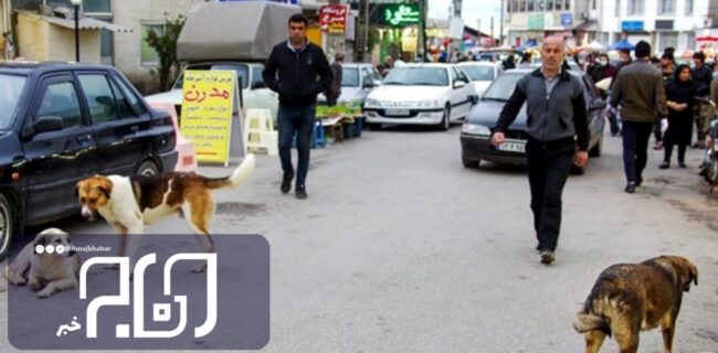 عقیم شدن سگ های ولگرد در استان بوشهر