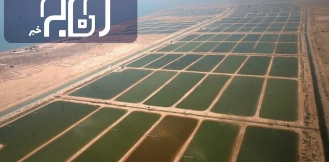 ۲.۵ میلیارد قطعه بچه میگو در ۵۴۰۰ استخر پرورشی استان بوشهر ذخیره‌سازی شد