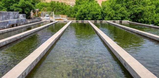 ۲هزار و ۴۰۰ تن ماهی امسال در قم تولید می‌شود 