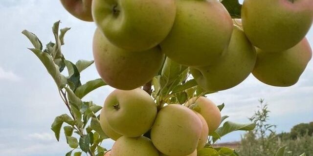 راه اندازی بزرگترین زنجیره سیب درختی کشور در آذربایجان غربی